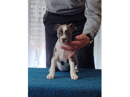 Κουτάβια American Staffordshire Terrier